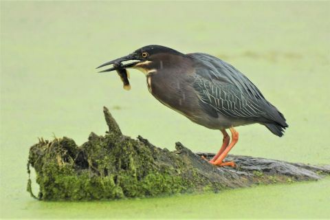 The green heron is standing on a piece of wood, catching a small fish. The water surrounding them is green