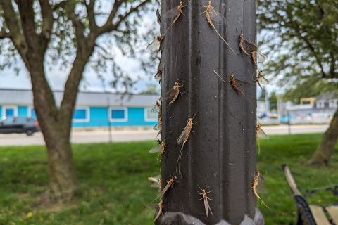 A lamp post full of mayflies