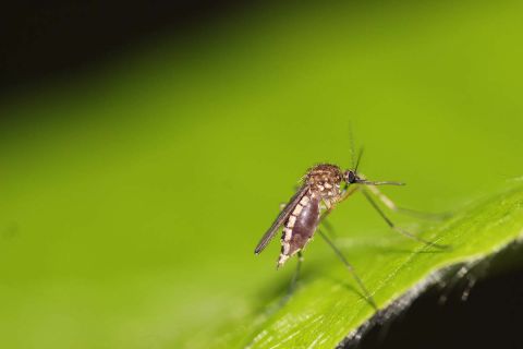 West Nile virus detected in mosquitoes in at least two Michigan counties
