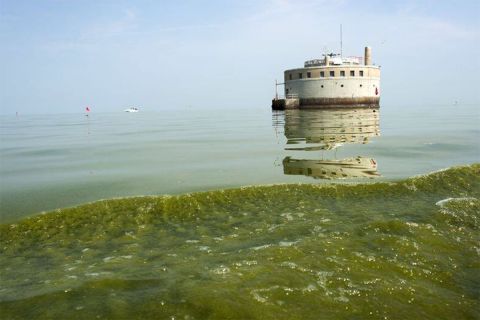 Blue-green algae on water