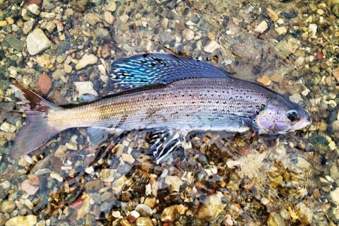 An Arctic grayling on top of rocks in the water.