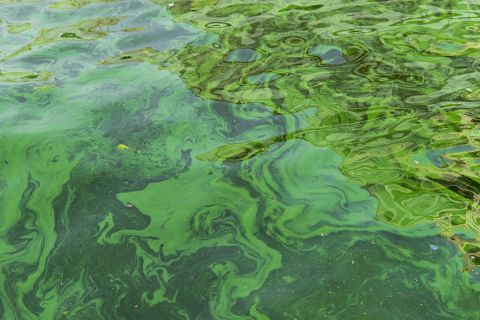 Water pollution by blooming blue-green algae 