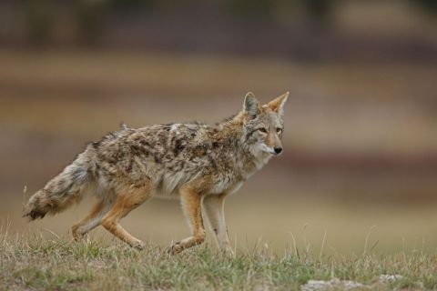 A coyote walking in a field.