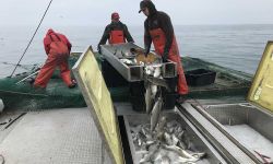 Crewmembers on Dana Serafin’s boat, Independence, pour whitefish into containers on the fishing boat this week