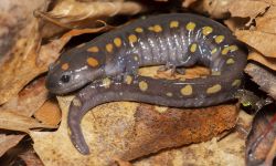 spotted salamander