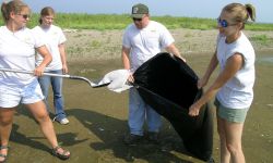 people on the beach picking up dead birds