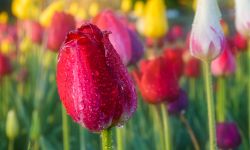  Water droplets on a red tulip, during the Holland Tulip Festival 