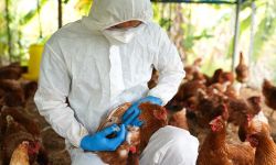 Veterinarians vaccinate against diseases in poultry such as farm chickens, H5N1 H5N6 Avian Influenza