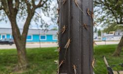 A lamp post full of mayflies
