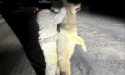 Man holding up dead wolf