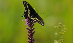 A black and yellow butterfly on a purple flower