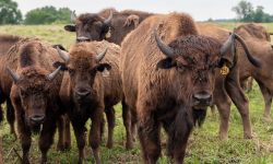 A group of bison 