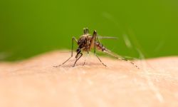 a mosquito sits on human skin