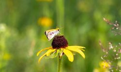 A bug on a yellow flower