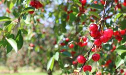 Northern Michigan cherries on the tree