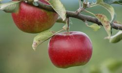 Two apples on a branch