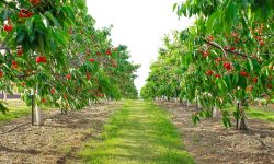 An orchard of cherry trees in Westfield, New York