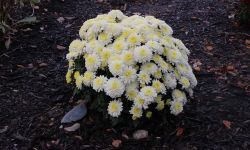 White and yellow flowers on the ground