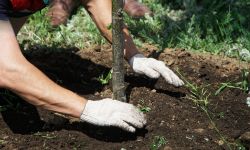 Planting mature trees in the ground of a city park