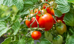 tomatoes on a vine