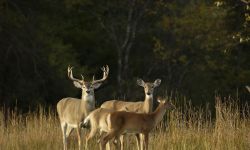 Deer in a field 