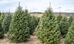 Christmas Trees in Rows at local Christmas Tree Farm