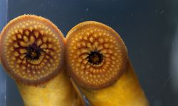 Two lamprey with their mouths opened