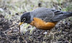  American robin foraging for insects and worms in the grass