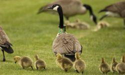 Canada geese walking with their goslings. 