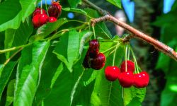 Cherries on a branch