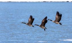 Three geese flying