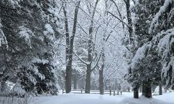 Tall trees covered in snow. 