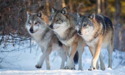 Three wolves walking in the snow. 