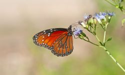 Orange and black butterfly on a flower. 