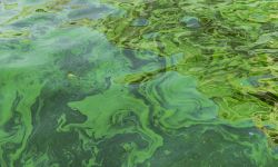 Water pollution by blooming blue-green algae 