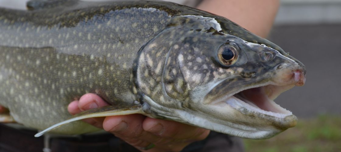 Person holds a fish