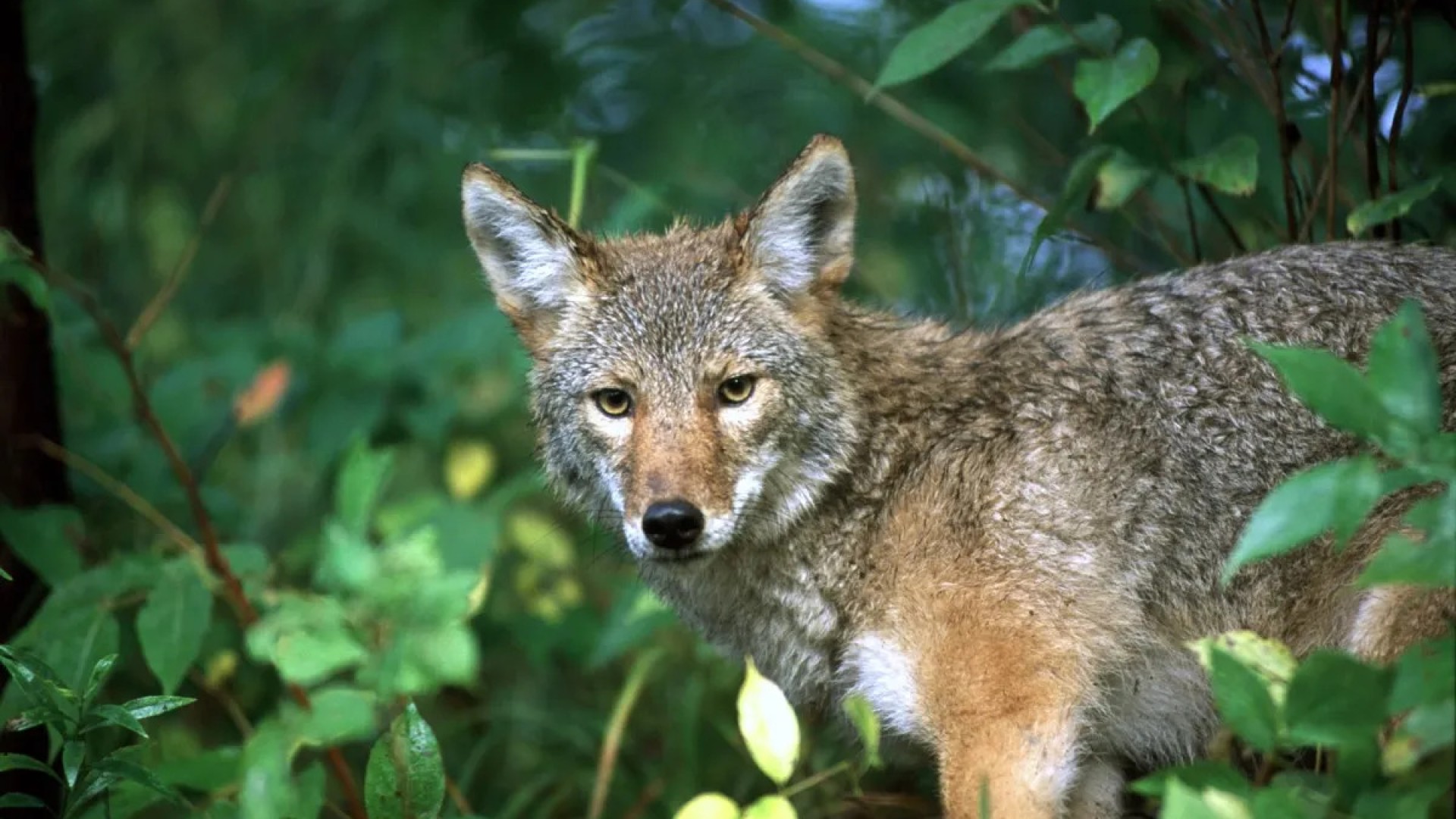 Animal rights group sues Michigan over coyote killing seasons