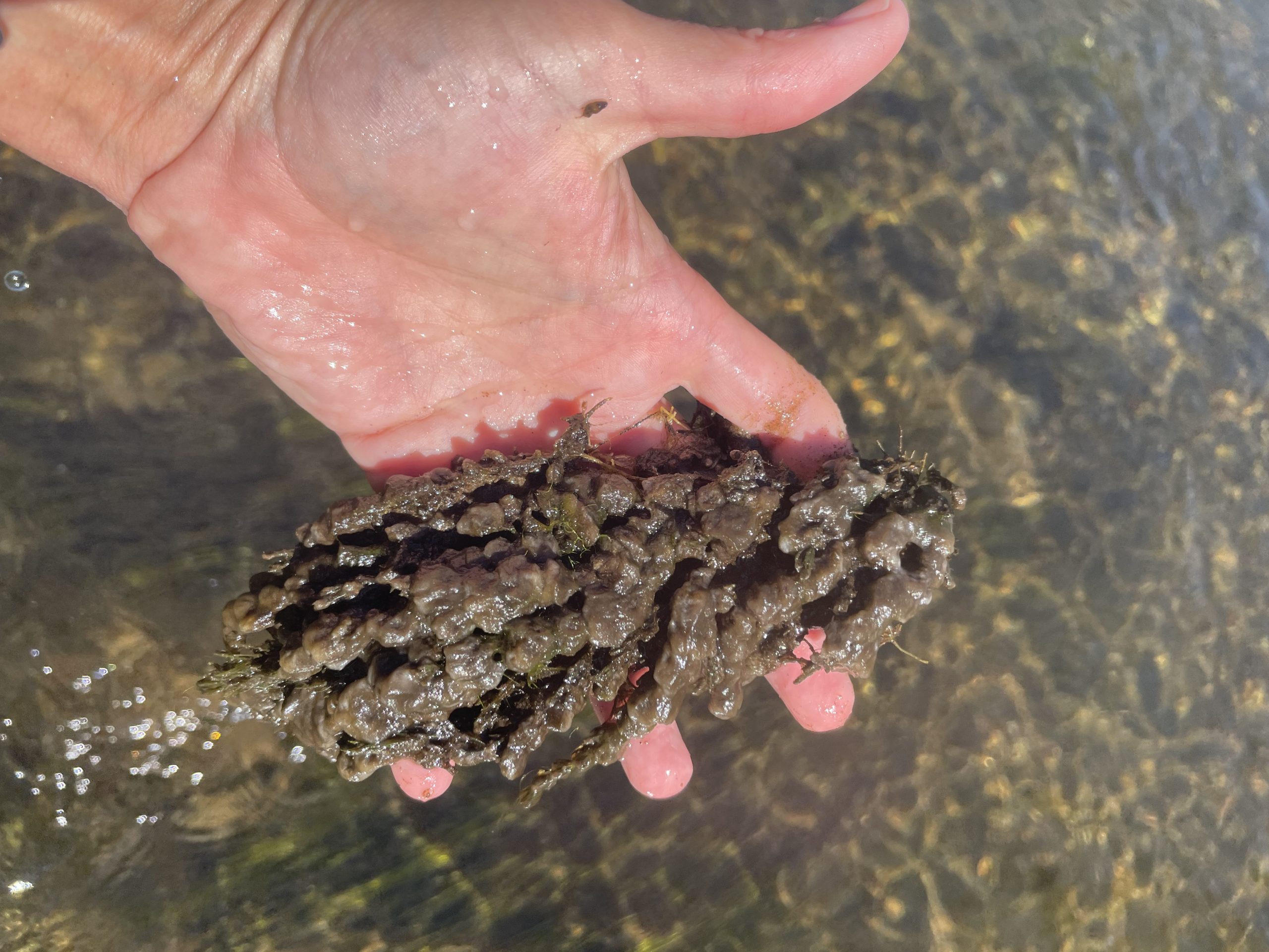 Michigan nonprofit seeks help testing for ‘rock snot’ in rivers