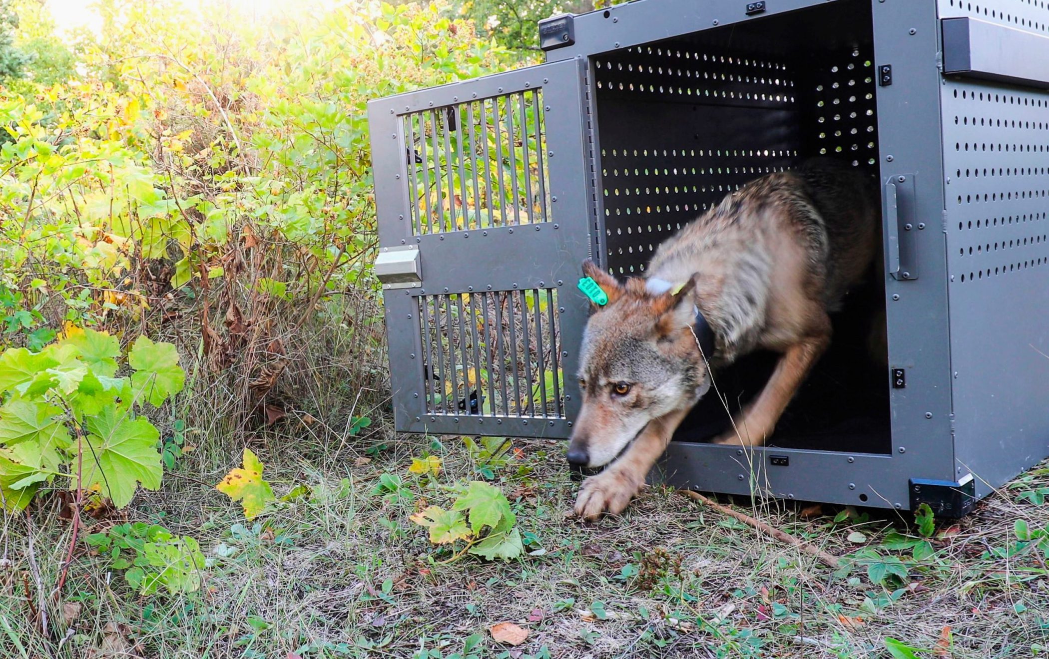 Wolves thriving on Michigan’s Isle Royale as packs prey on moose, researchers say