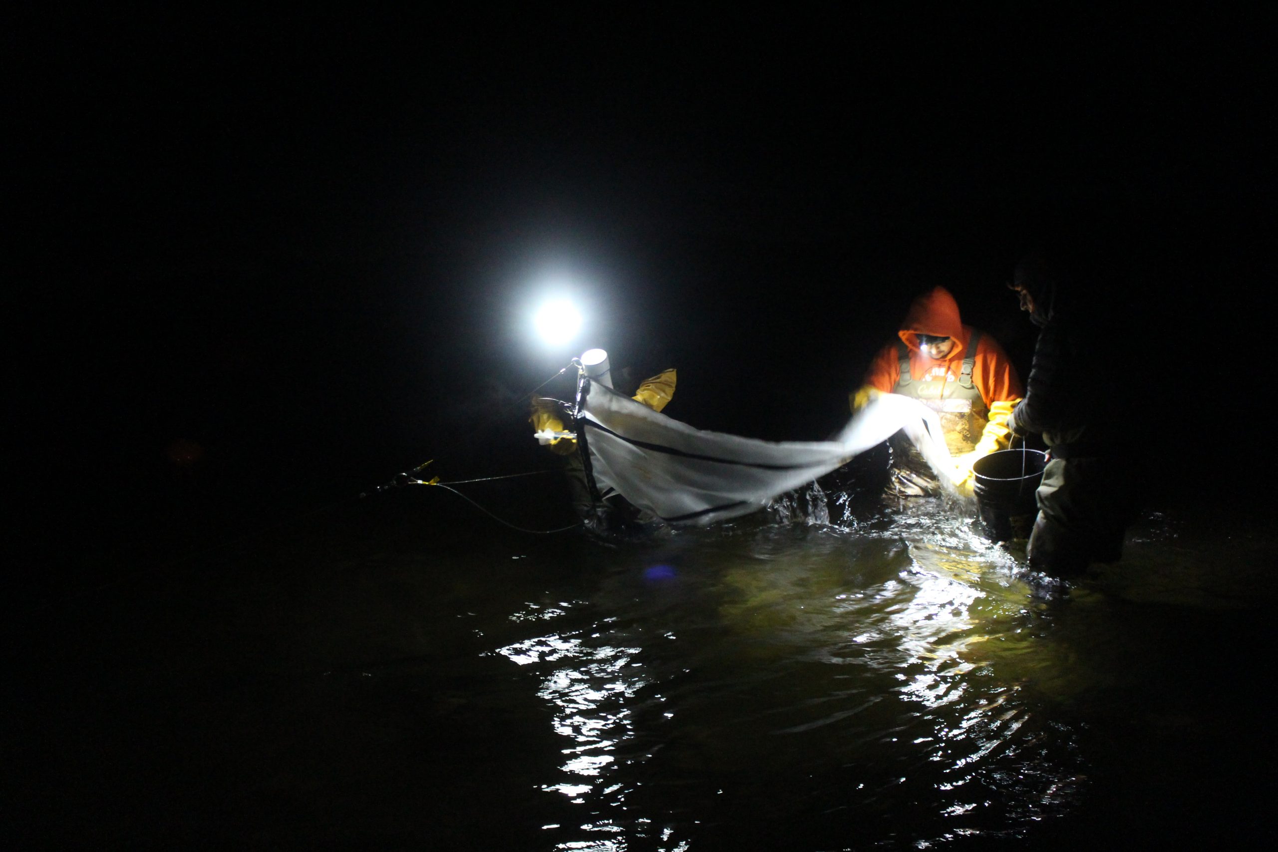 Listen: Scientists work to reintroduce whitefish to Michigan’s rivers