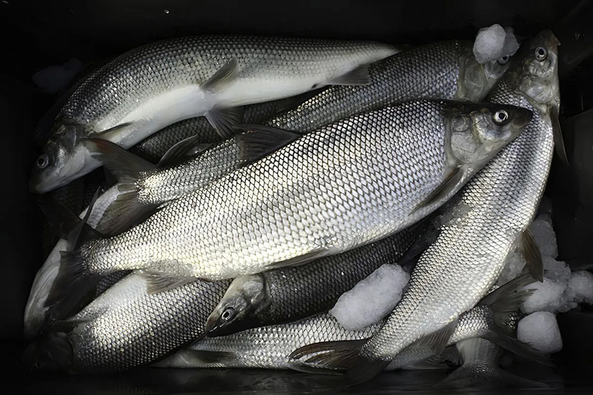 Michigan lawmakers may fund last-ditch effort to save whitefish