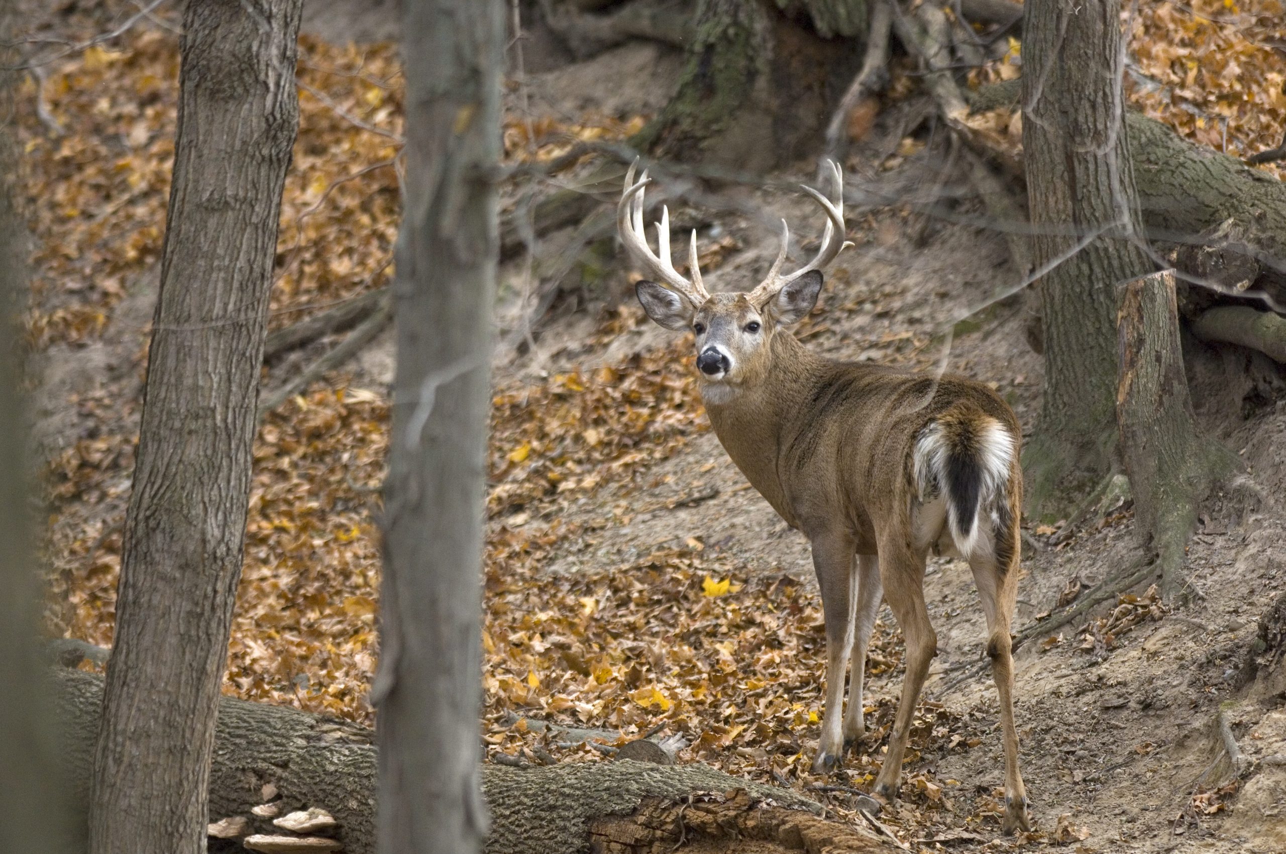 Michigan limits hunters to one buck in Lower Peninsula, urges doe killing