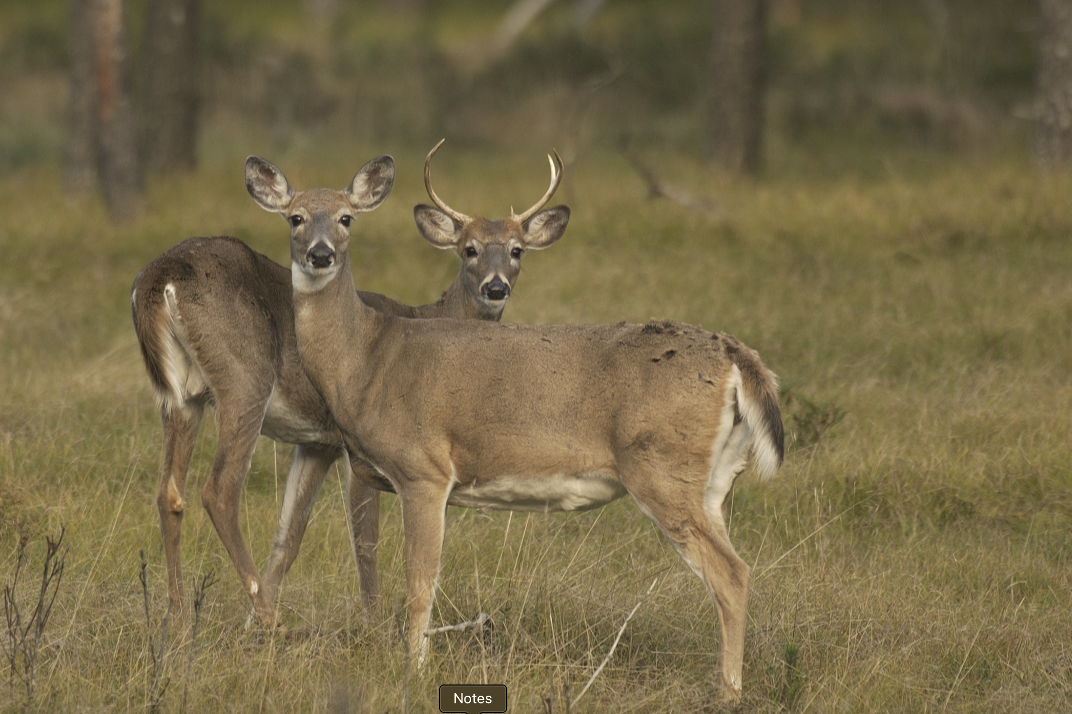 Michigan created a buck-centric culture regulators now want to change