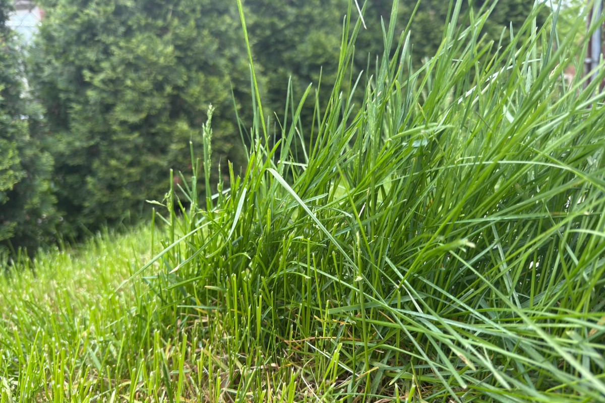 Michigan cities rethink ‘No Mow May’ as experts question pollinator benefits