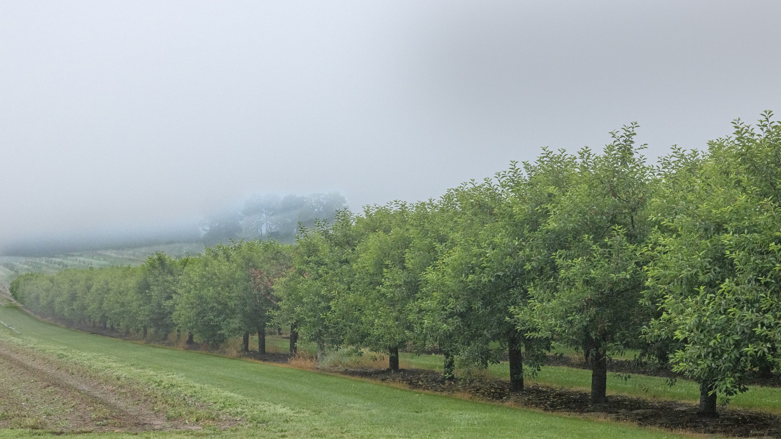 Michigan cherry growers brace for small harvest. Some cancel U-Pick - Bridge Michigan
