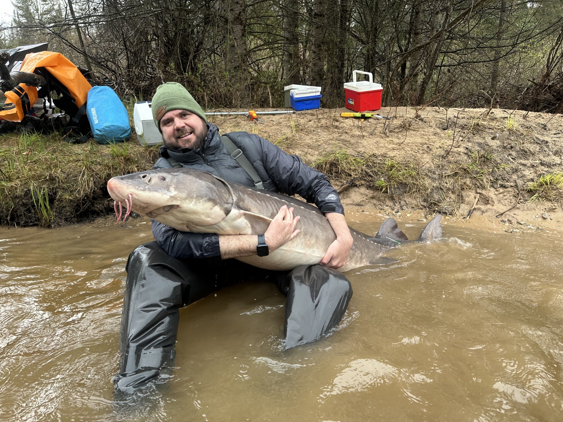 Think you’re getting old? New study says Michigan sturgeon may live to 400
