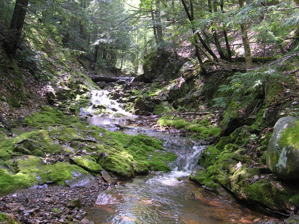 A creek in a forest.