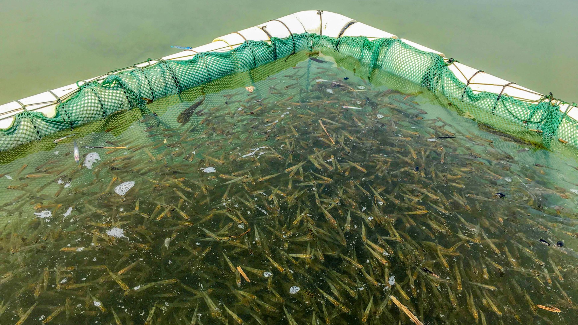 Michigan DNR to track fish stocking using 23andMe-style gene testing